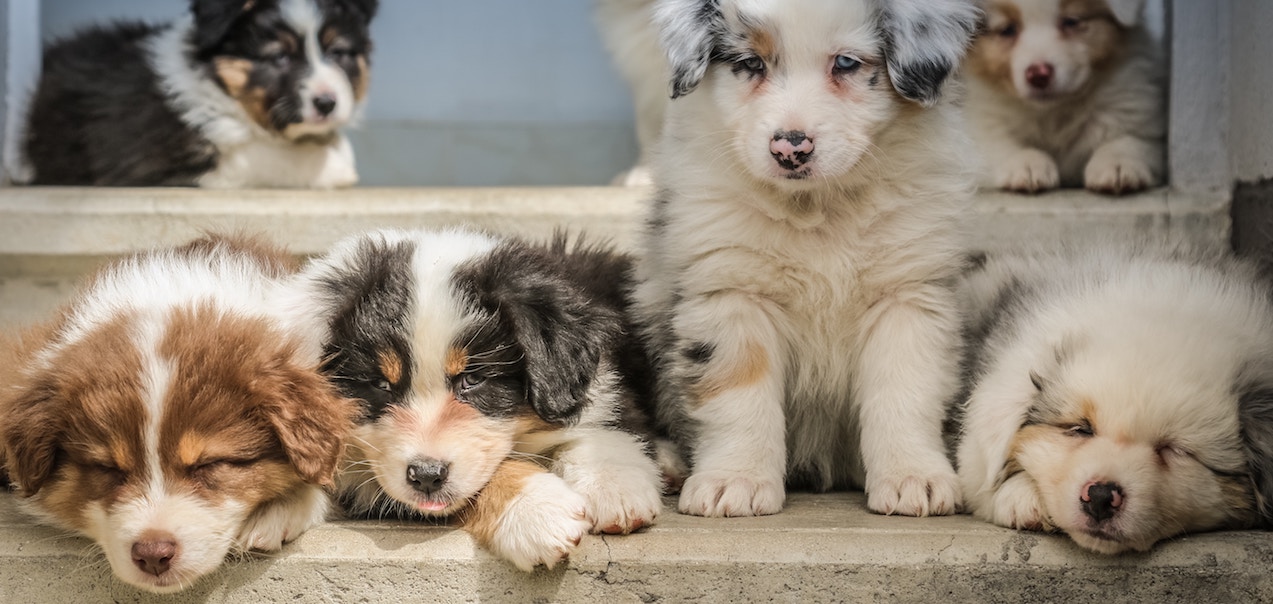 Ultimate Guide to Pet Urine Deodorization for Carpet & Rugs